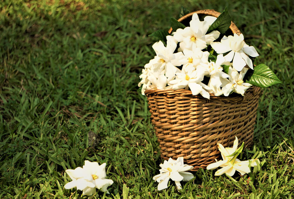 Gardenias flowers - Glendale florist