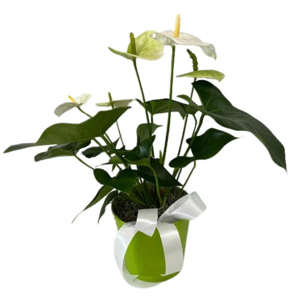 WHITE ANTHURIUM PLANT IN A GREEN TIN PL-8004