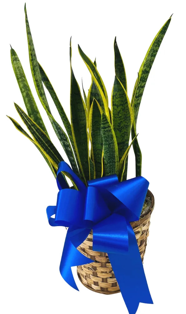 SANSEVIERIA (SNAKE PLANT) IN 8" BASKET PL-961