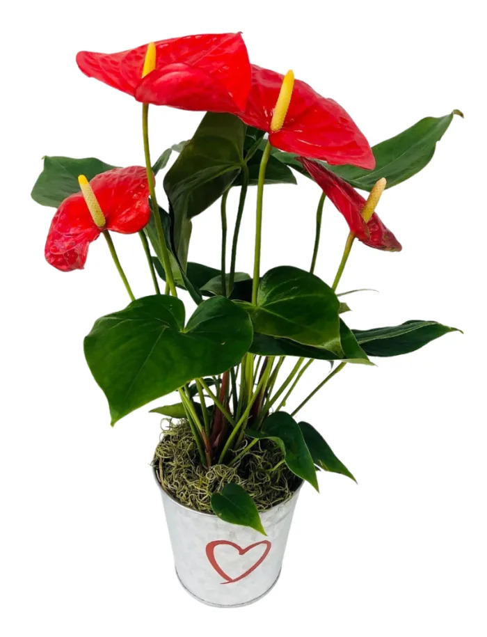 RED ANTHURIUM IN A HEART TIN PL-989