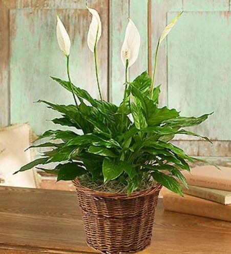 SPATHIPHYLLUM FLOOR PLANT (PEACE LILY)