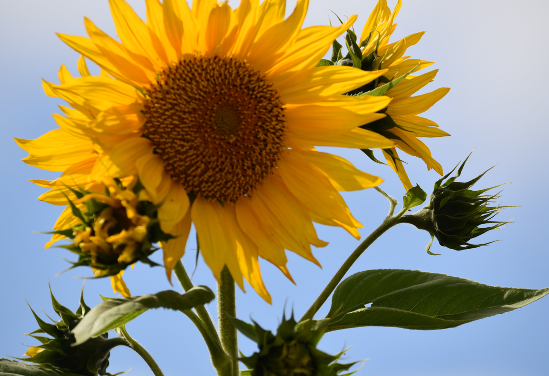 Sunflower Delivery- Kingston Florists