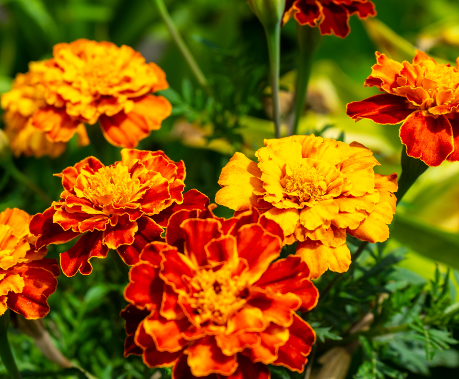 Marigold Flower Delivery- Kingston Florists