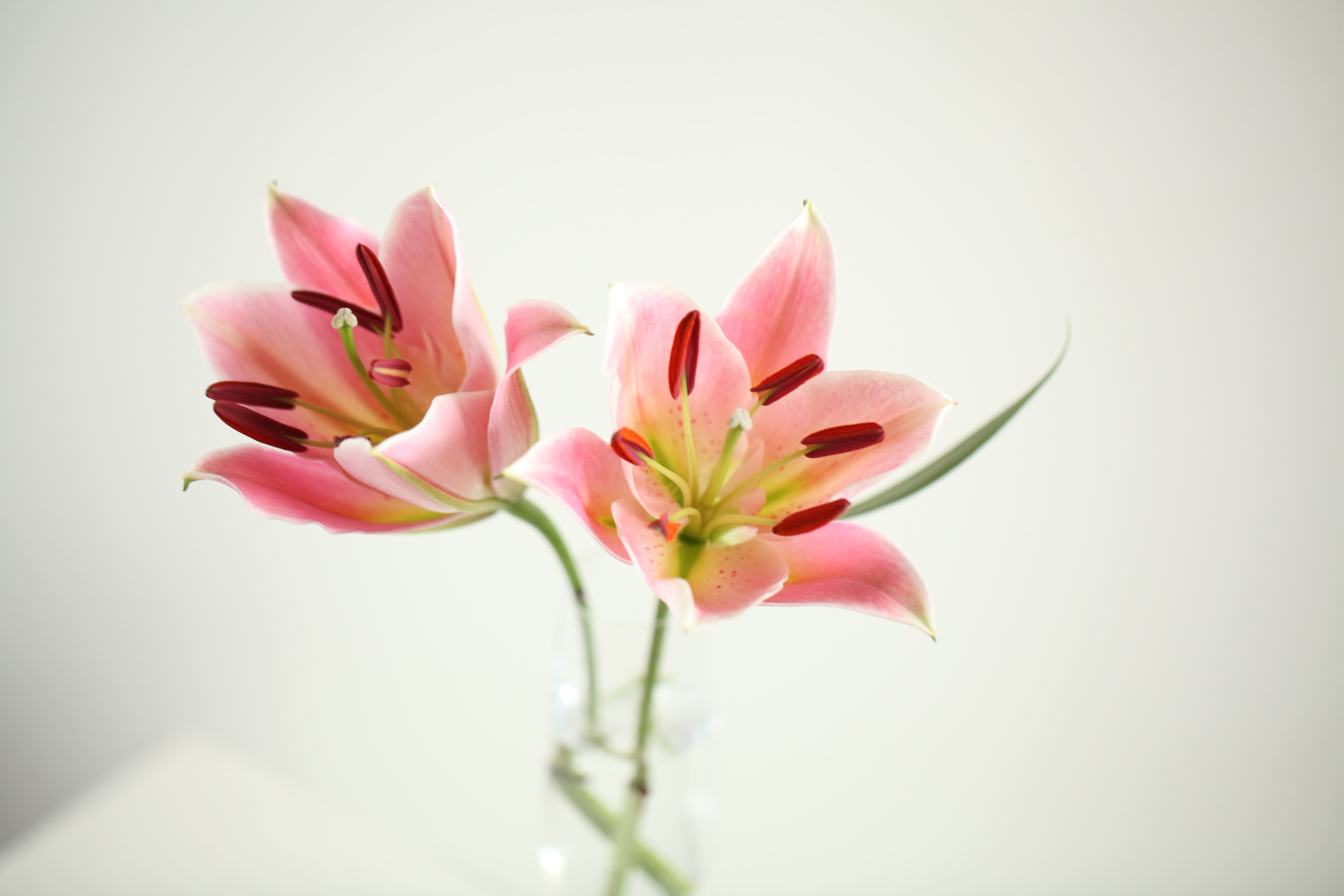 Lily flower deilvery