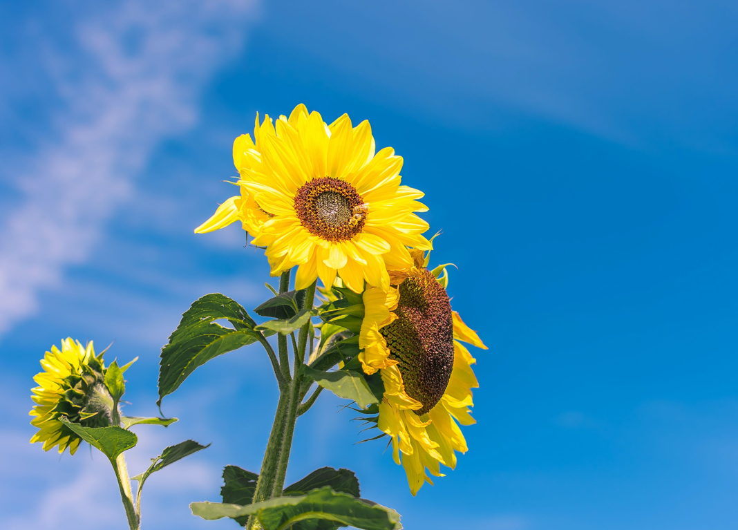 Sunflowers Delivery