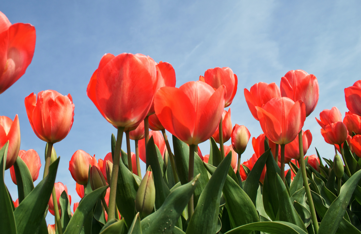 Tulip Flower Delivery