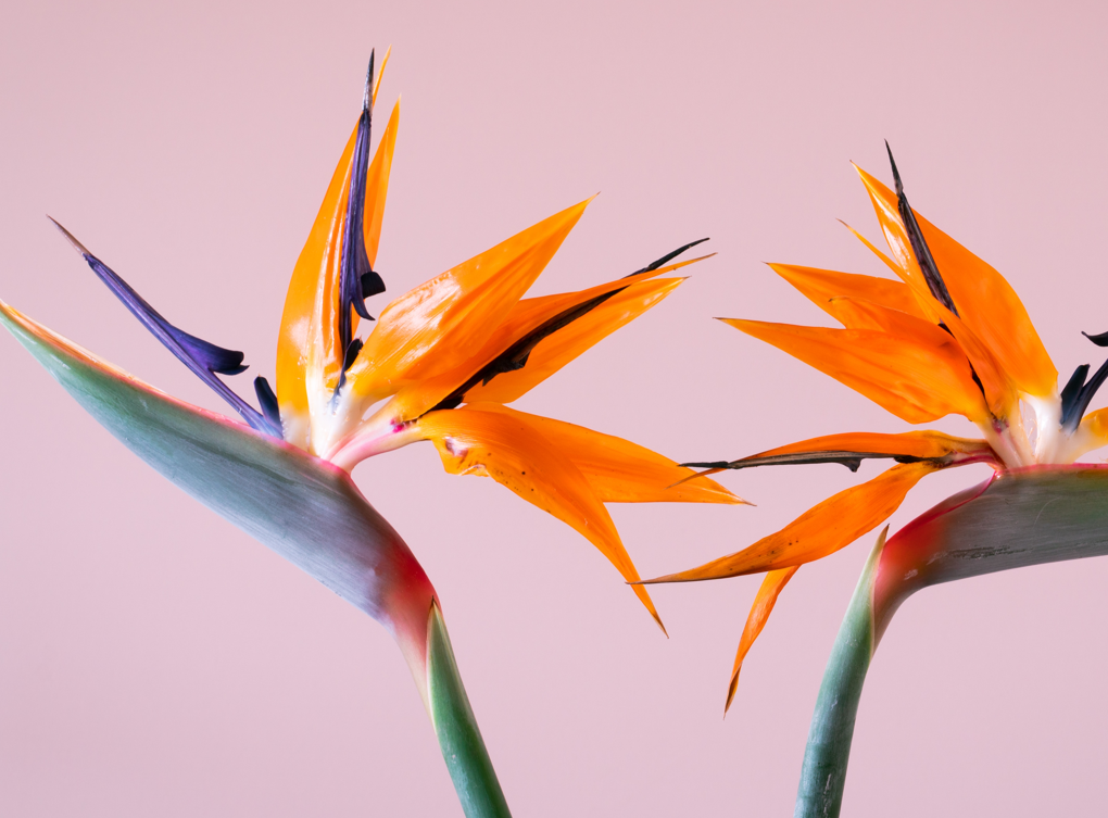 Birds of paradise Flower delivery