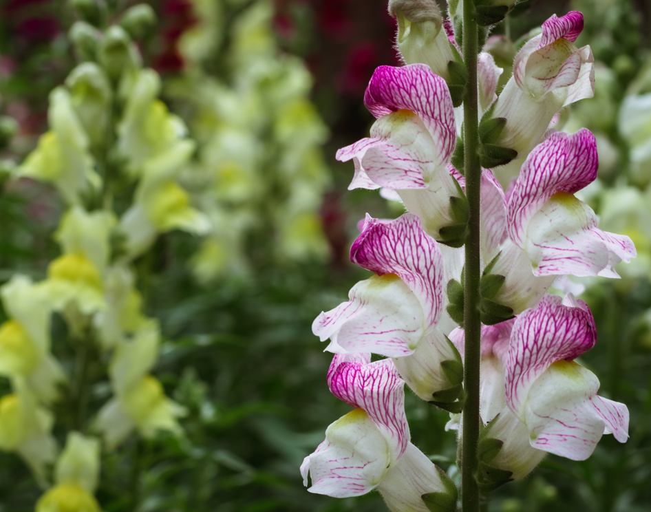 Snapdragon Flower Delivery