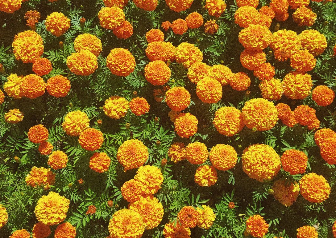Marigold flower delivery in Greensboro NC