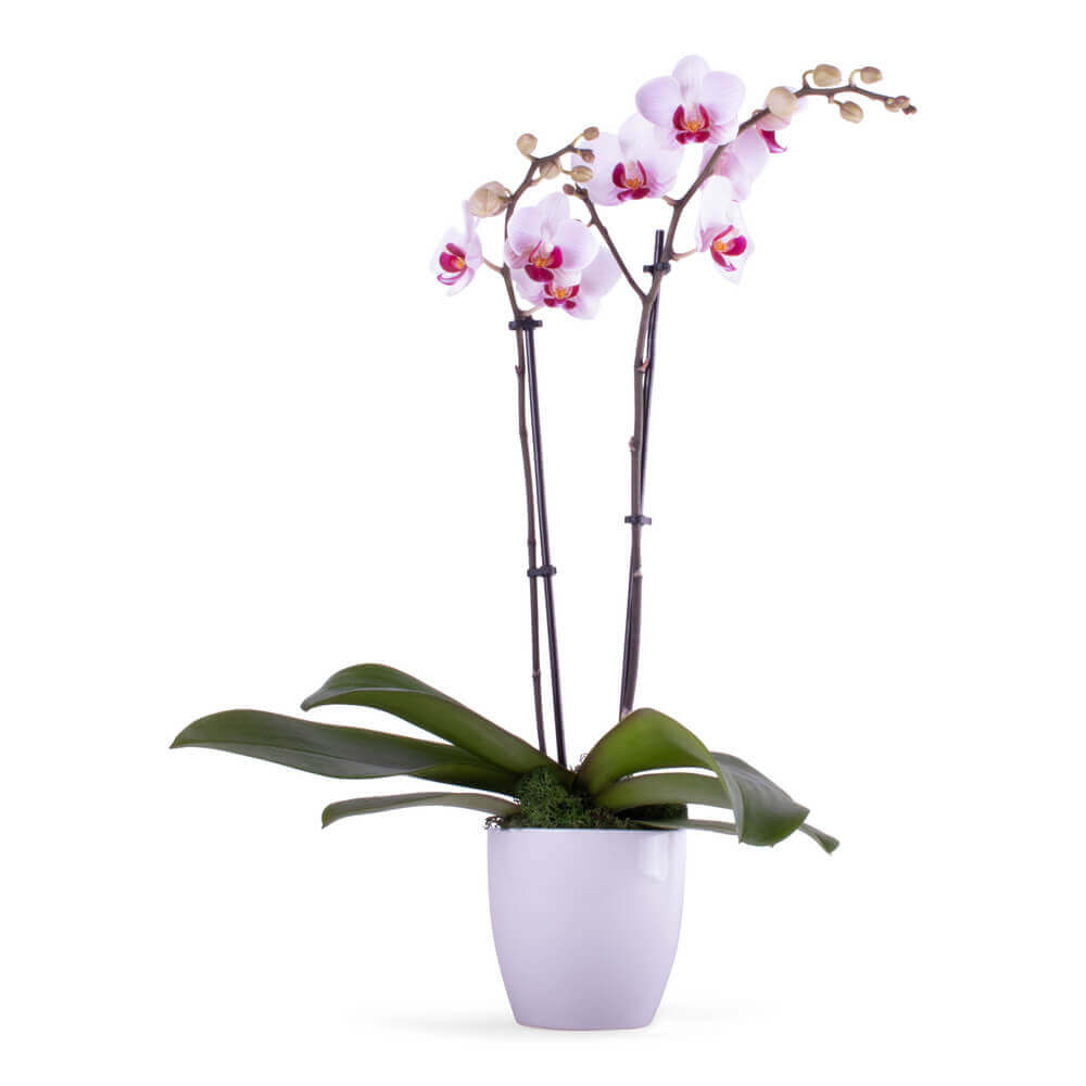 ENCHANTING ORCHID PLANT - Waterville Florist