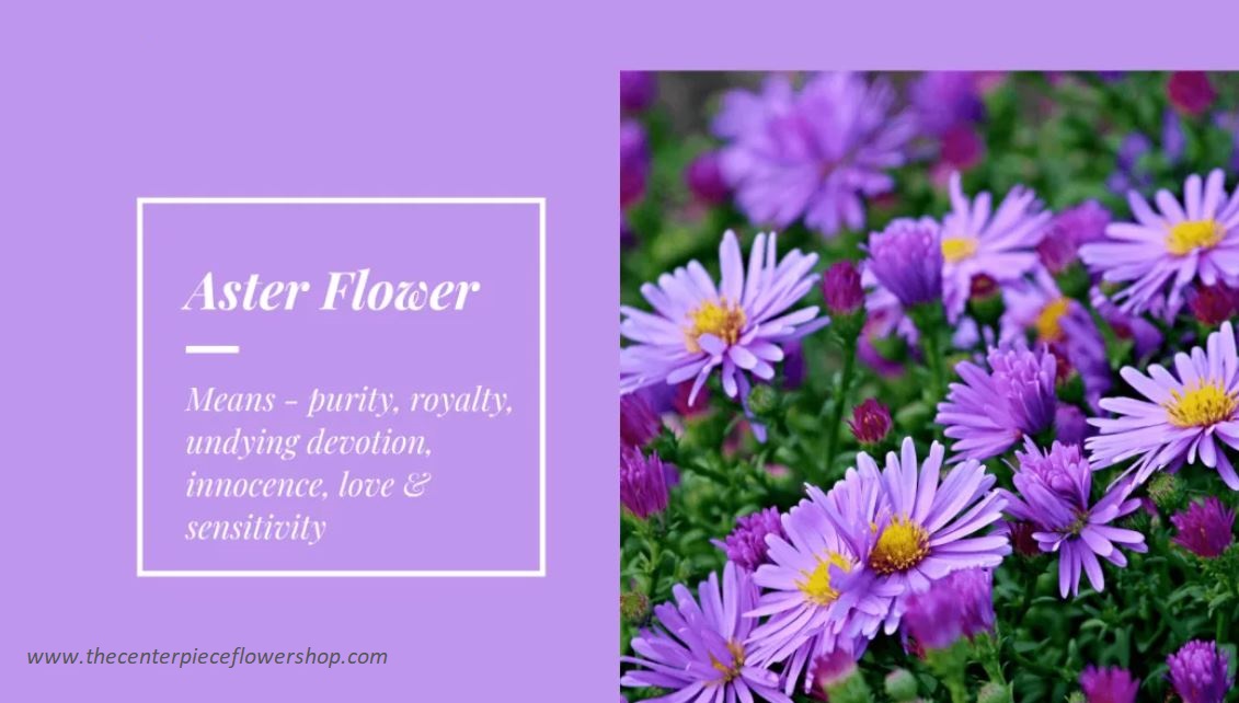 Aster Flowers Meaning and symbolism - the centerpiece flower shop
