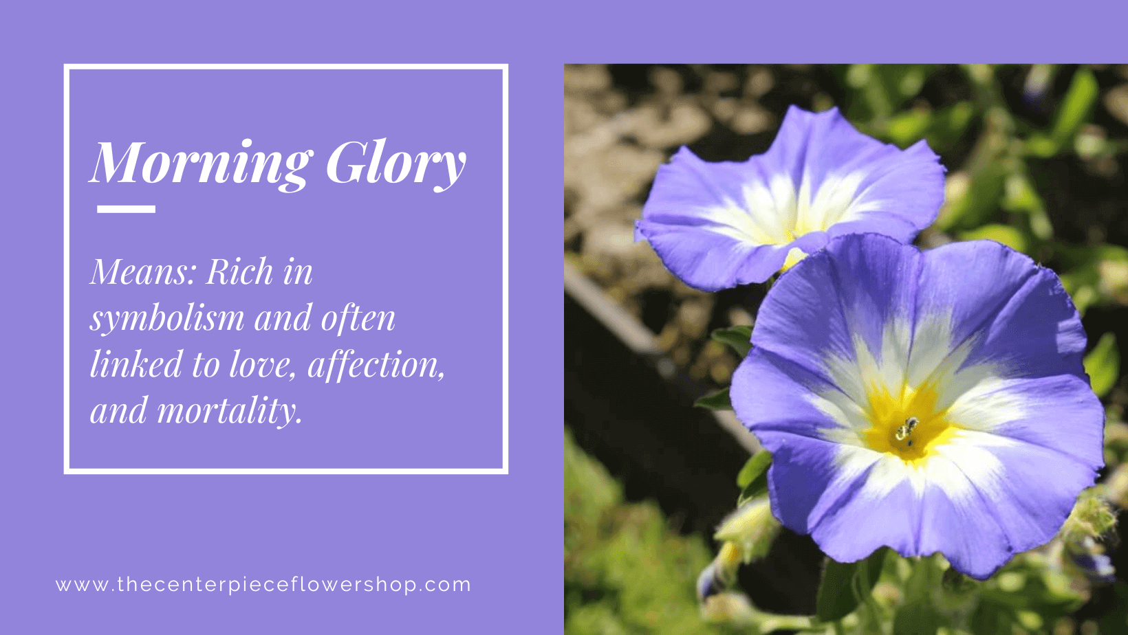 Morning Glory Meaning and symbolism