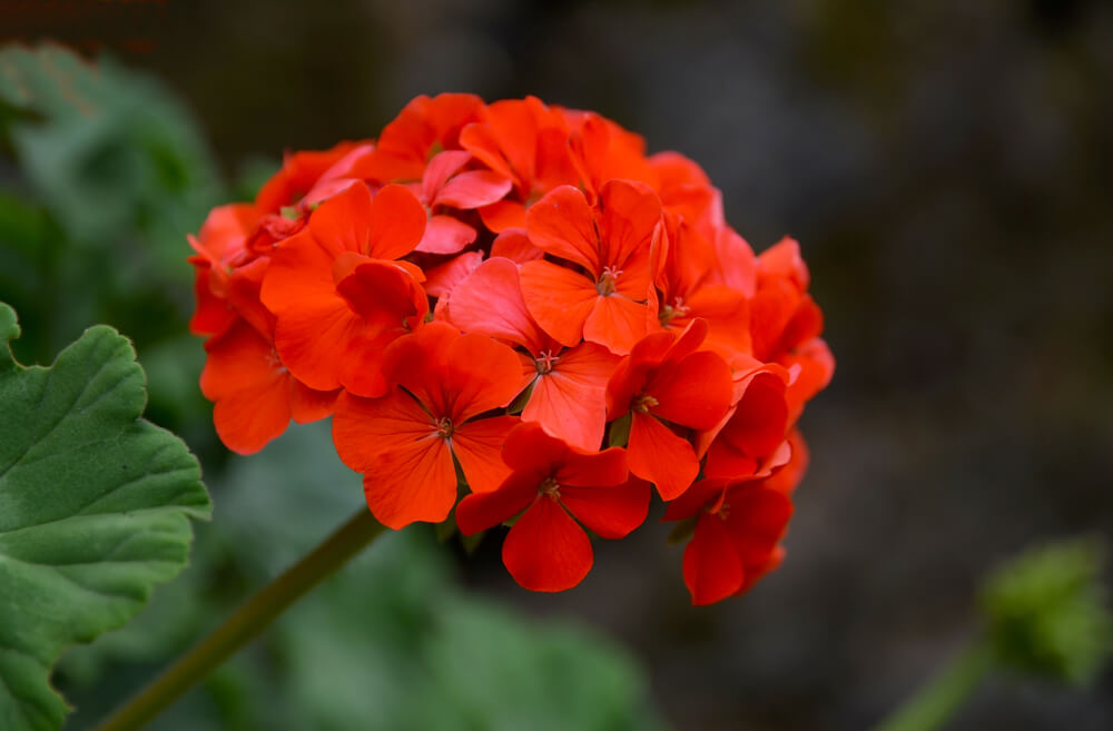 Red Geraniums flower delivery Evanston