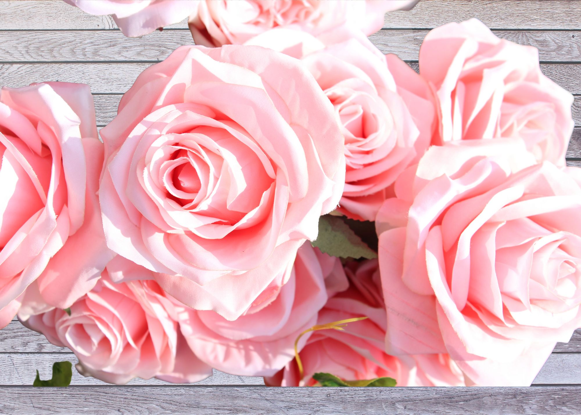 A picture of pink roses