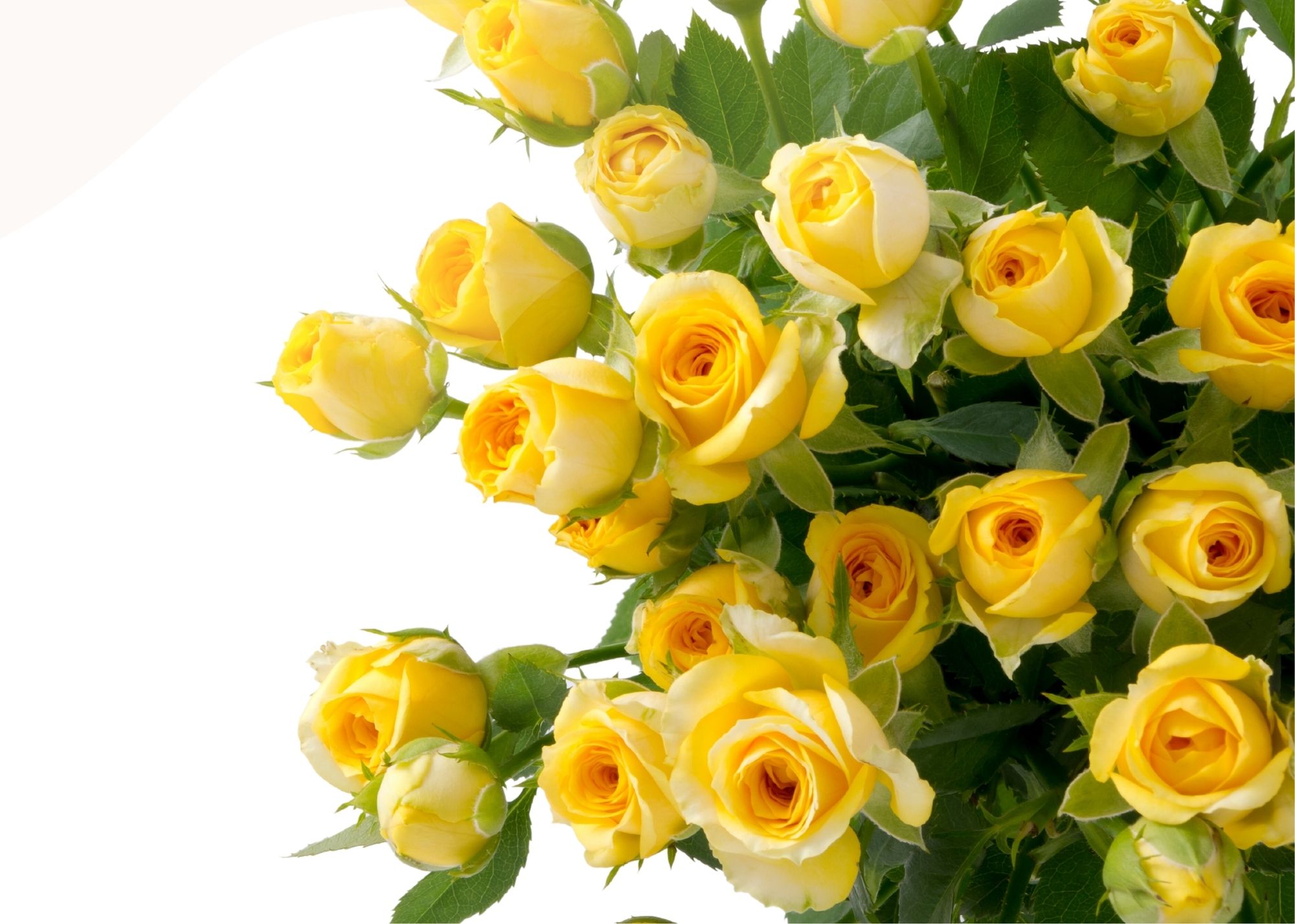 A picture of yellow roses