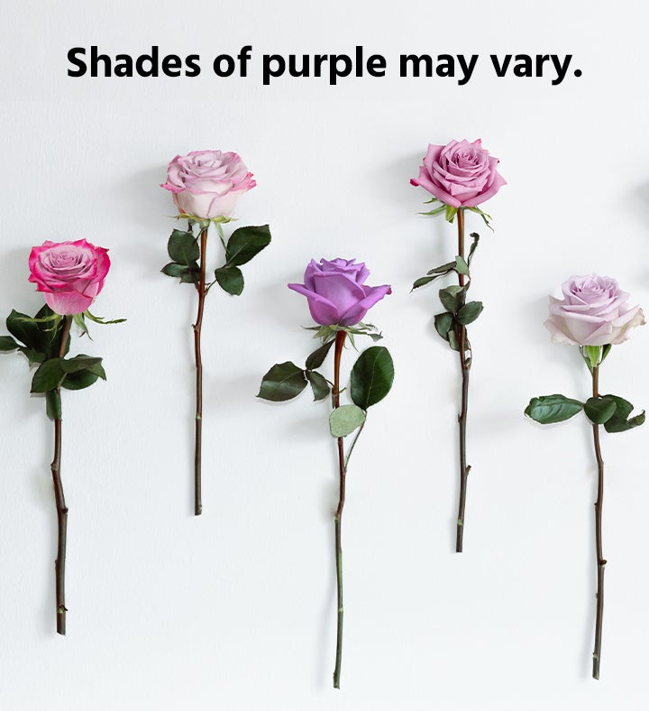 A picture of diffrent colors of a purple rose