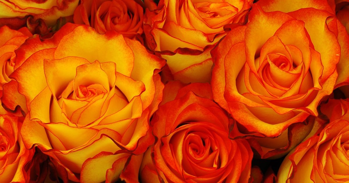 A picture of Orange Rose