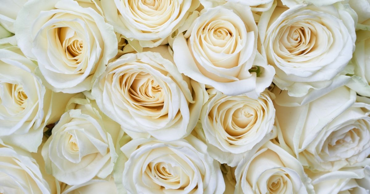 A picture of white roses