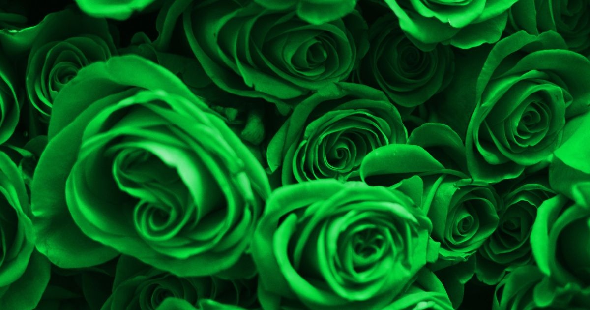 a picture of Green Roses