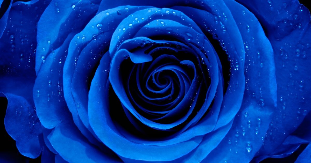 a picture of a blue rose