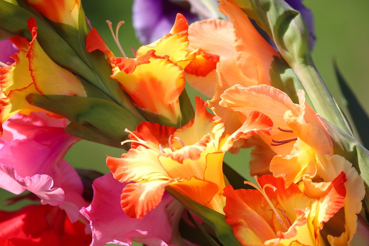 Gladiolus - August Flowers