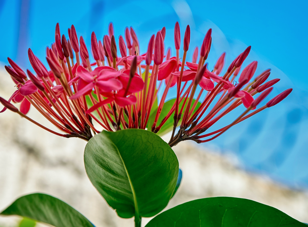 Ixora Plant