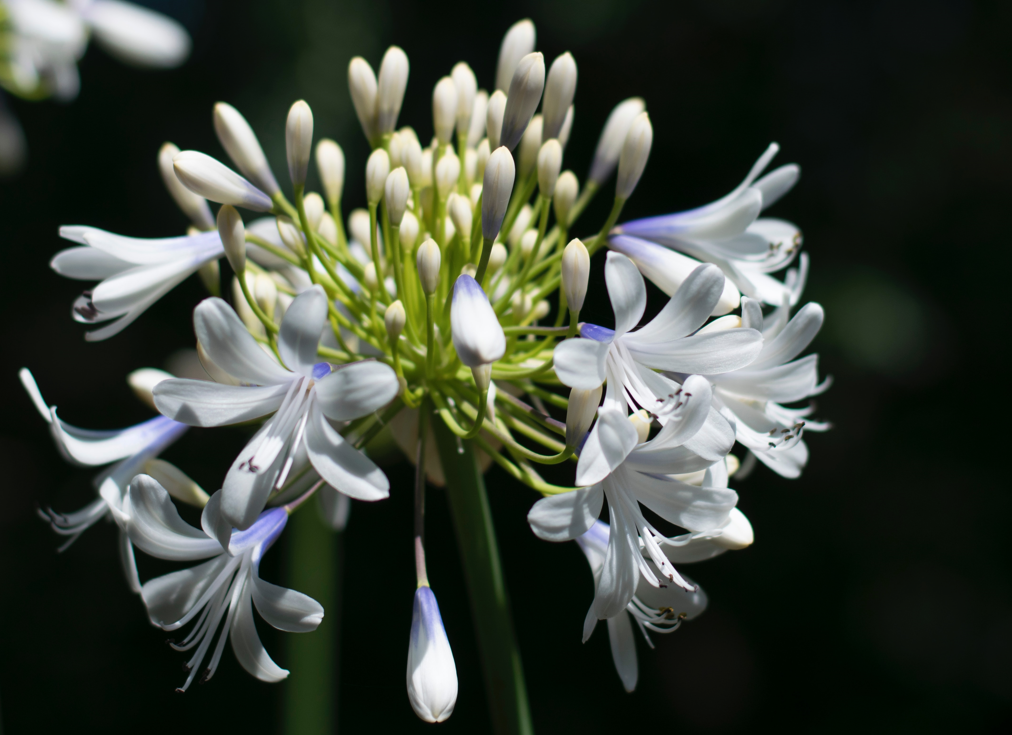 Agapanthus Flower