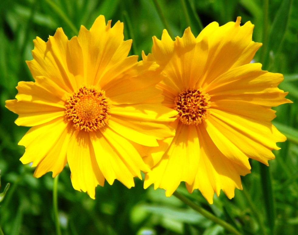 Coreopsis flower in tennessee