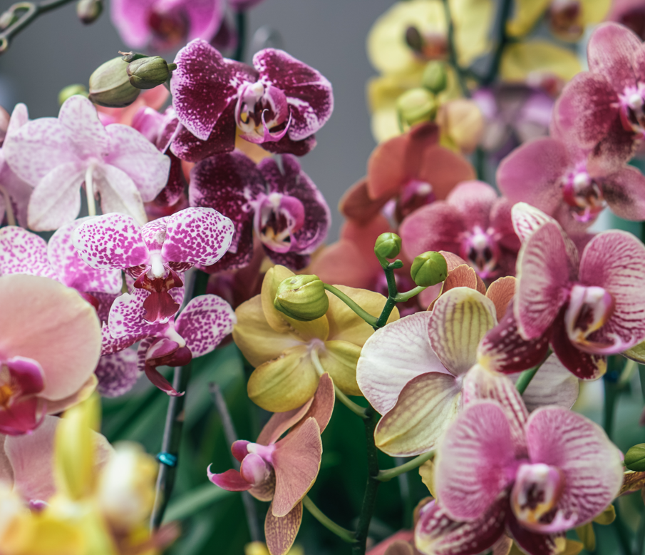send Orchid flowers online