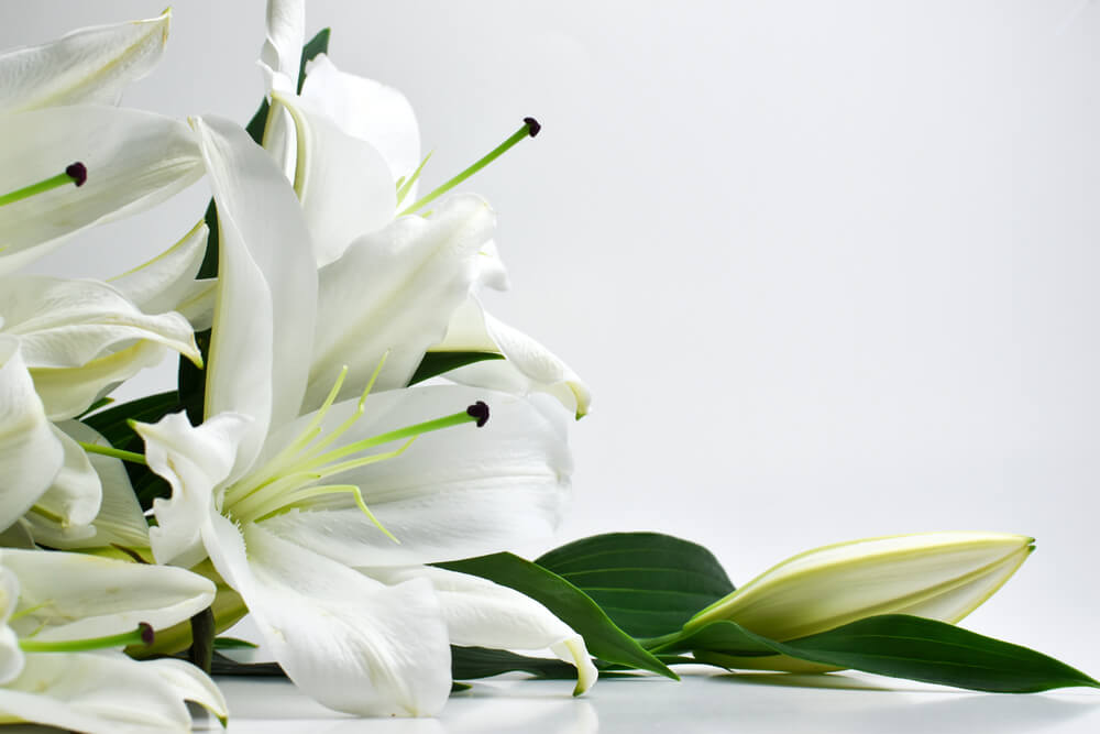 White Flowers meaning