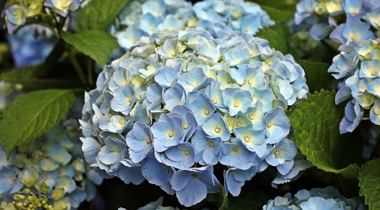 Hydrangeas