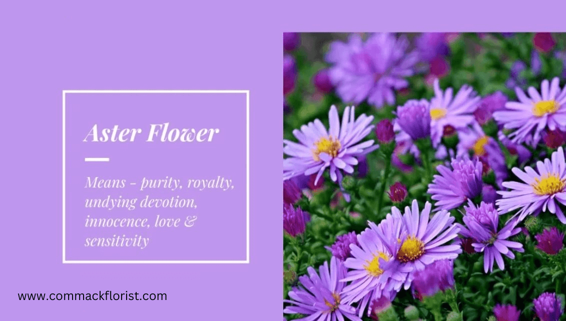 September Birth Flowers Aster and Morning Glory