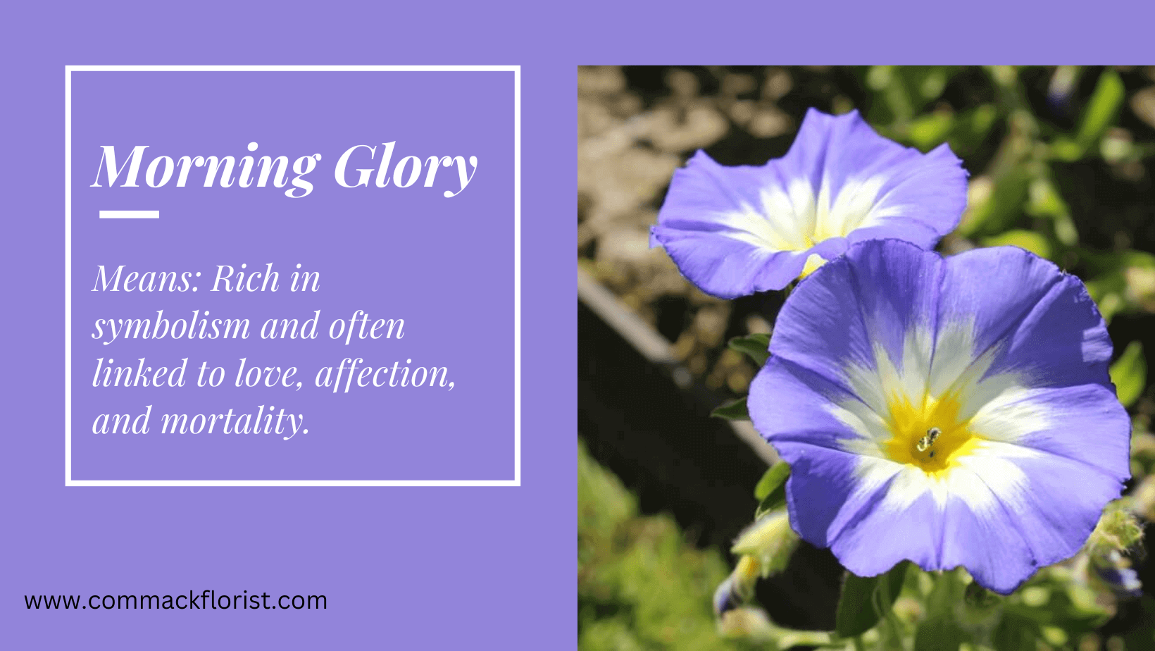 The Morning Glory birth flower and meaning : September Birth Flowers