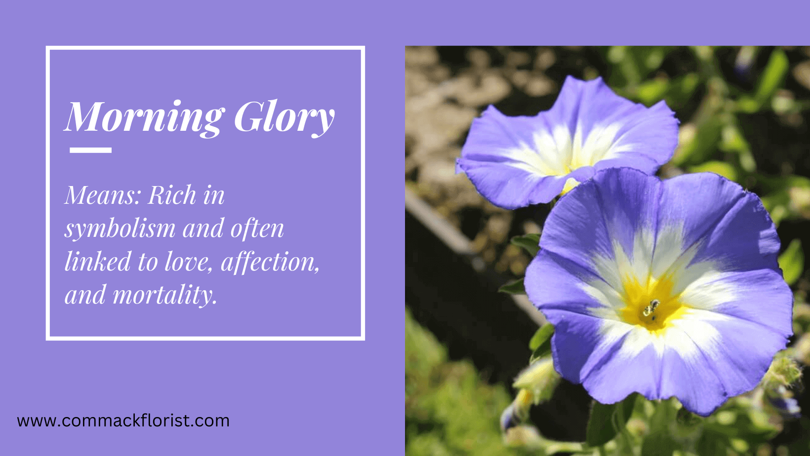 September Birth Flowers Aster and Morning Glory