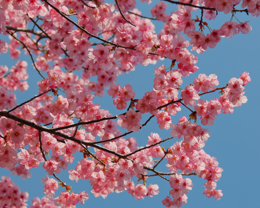 peach blossom flower arrangement