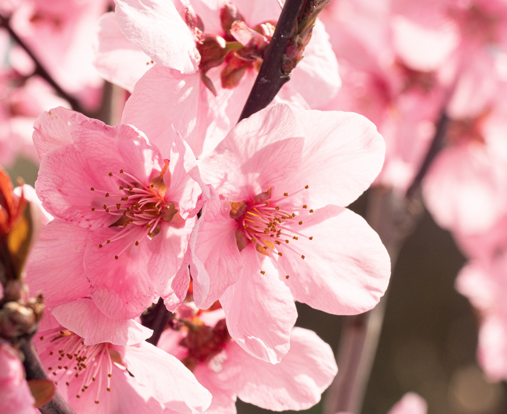 peach blossom flowers online