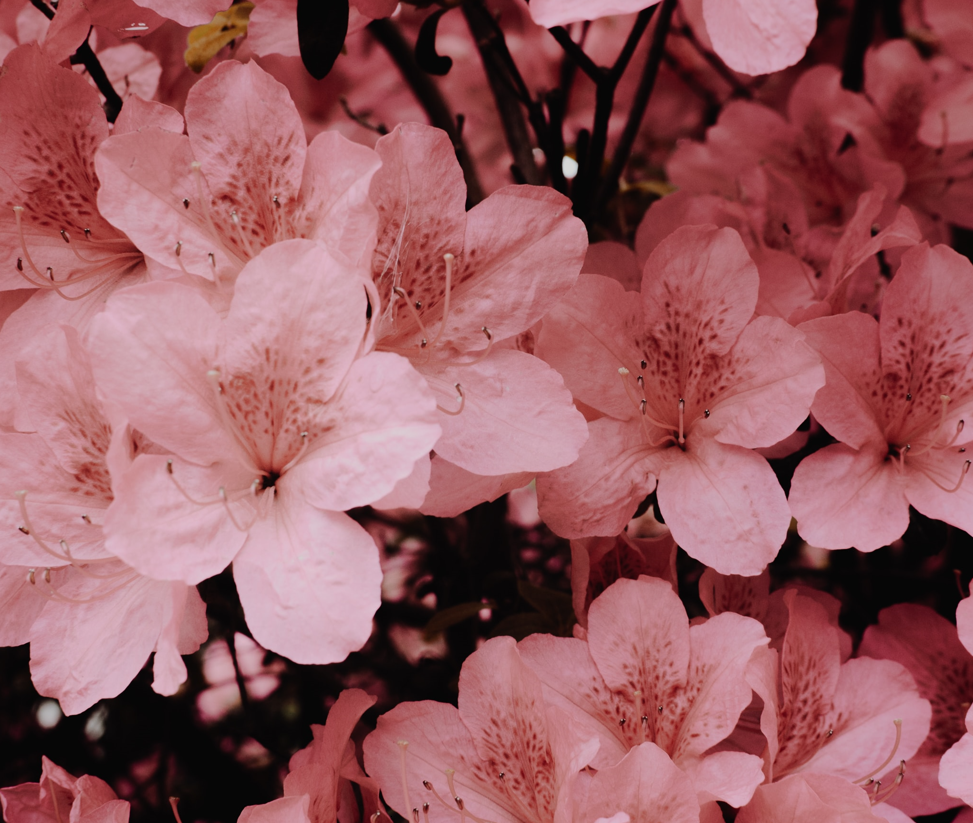 Cheery blossom flower delivery