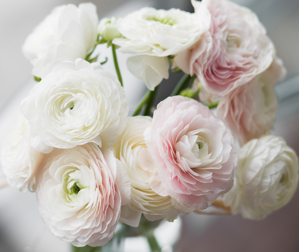 Ranunculus Flower delivery