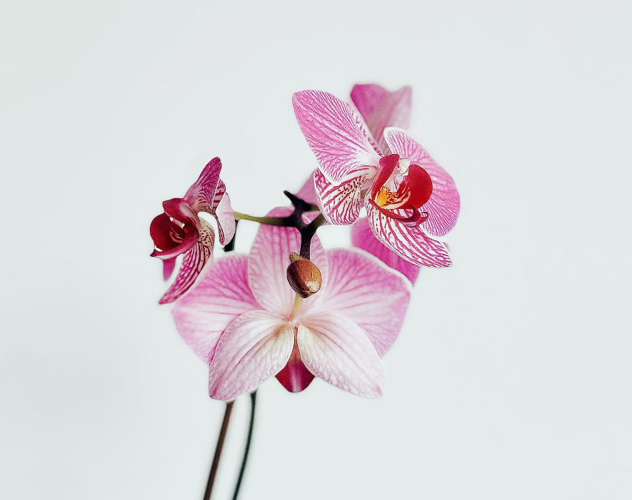 Orchid tropical flower arrangements