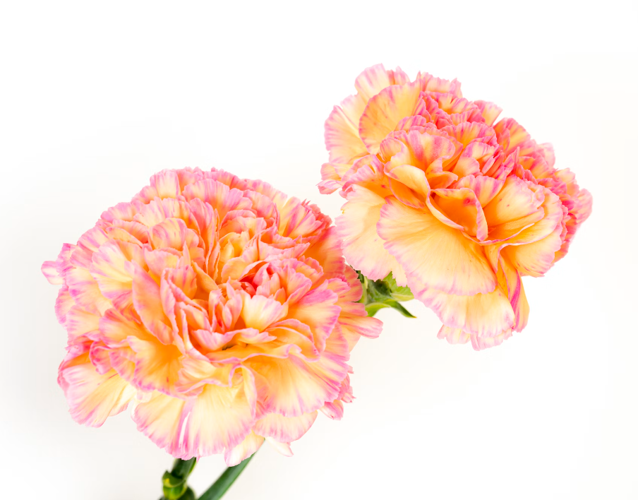 Carnations flower delivery