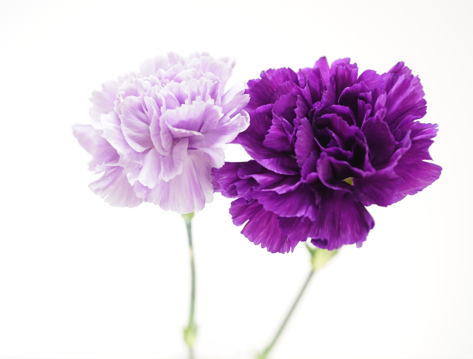 Send Carnations Flowers Online