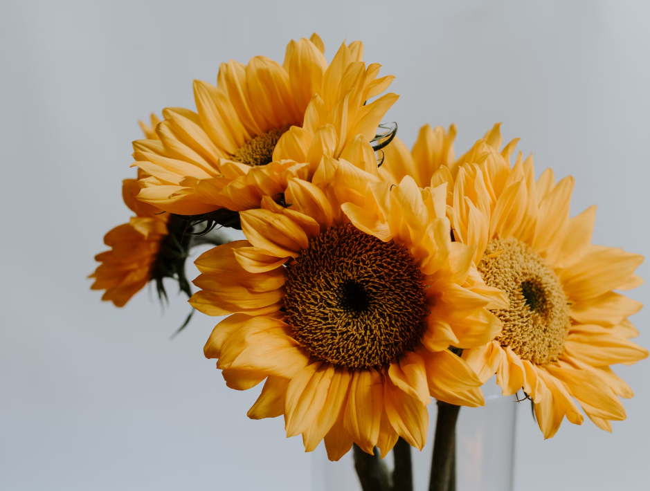 Sunflower delivery online