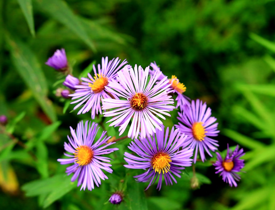 Asters flower delivery