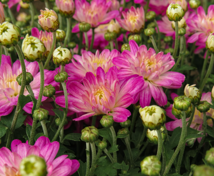 Chrysanthemums Flower delivery