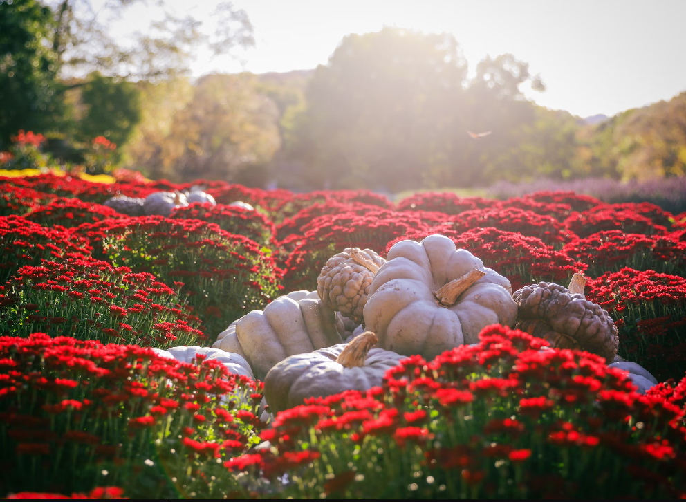 Fall season flowers