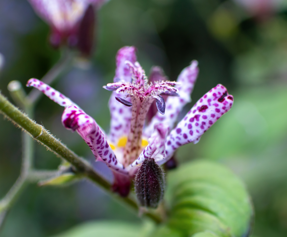 Toad Lily (Tricyrtis Hirta)