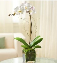 Buy "White Phalaenopsis Orchid"
