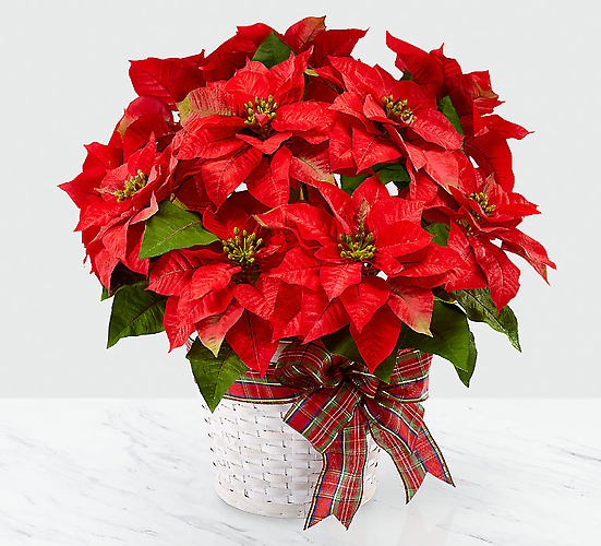 happiest-holidays-poinsettia - Christmas flower commack