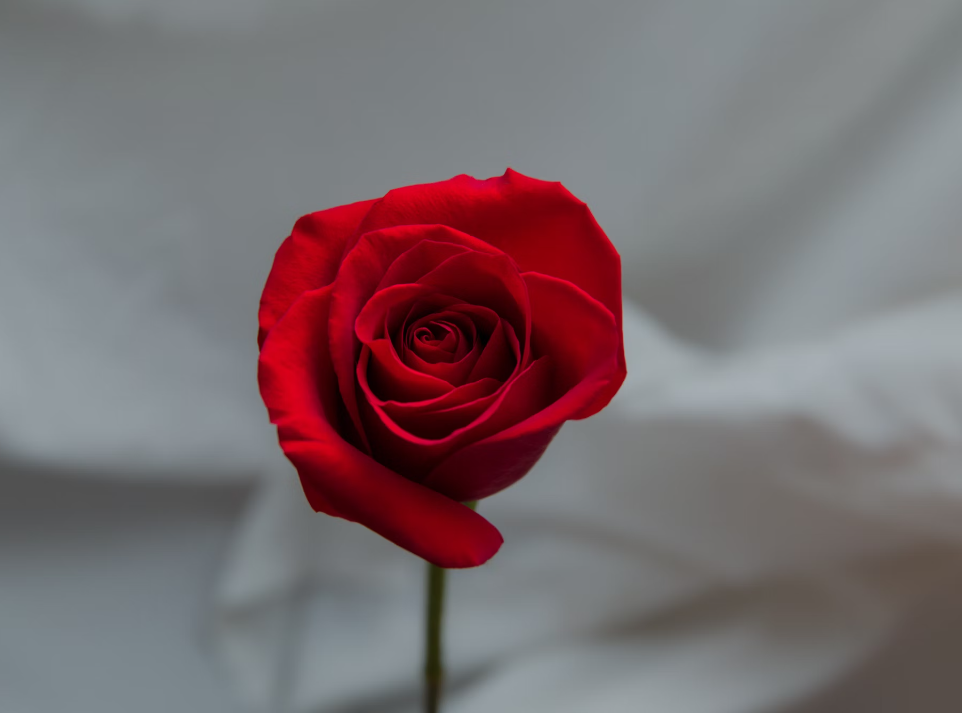 Romantic red rose