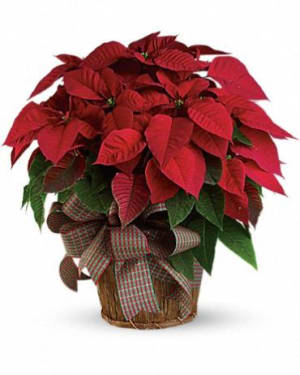 Classic Red Poinsettia in Basket, Large